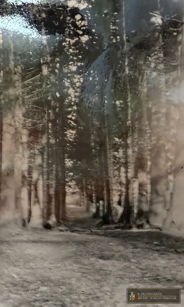 „Gültz: zwierzyniec”, aleja przed 1945 r. – album rodzinny, Archiwum Schloss Gültz