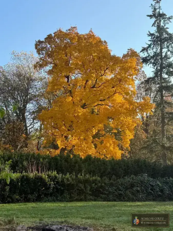 Herbst im Lenné-Park – Ausfahrt nach Rügen