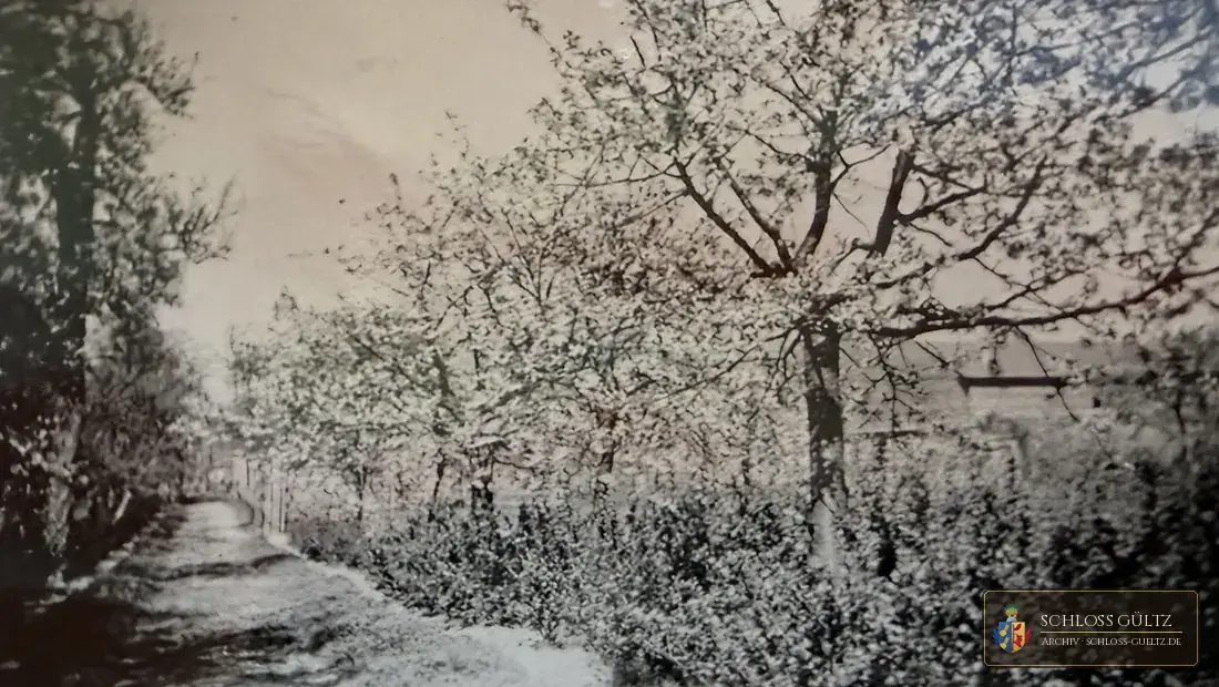 Blühende Obstbäume an einem Weg – Fotografie aus einem Familienalbum