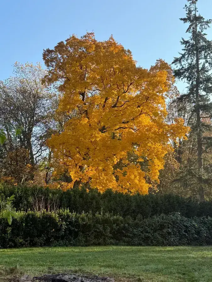 Spiegelsaal Panorama