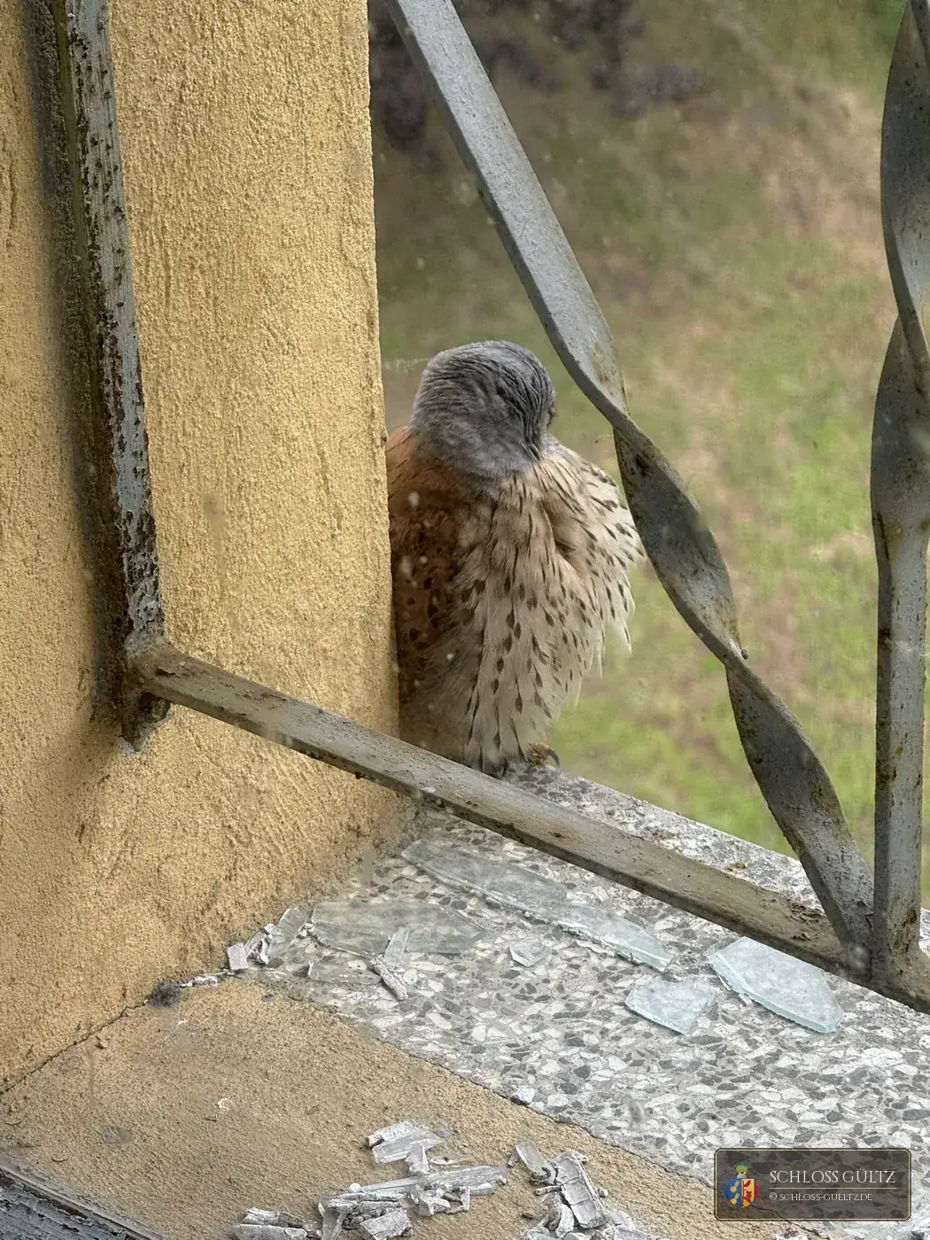 Pustułka w oknie Schloss Gültz